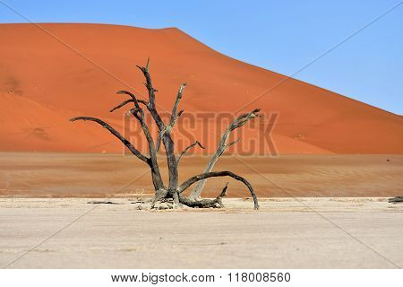 Deadvlei, Sossusvlei. Namibia