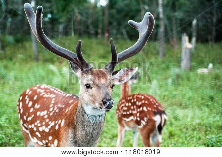 A Pair Of Young Spotted Deer In A Green Forest. One Of The Deer With Branching Antlers Thick.