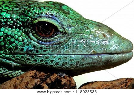 Emerald Tree Monitor