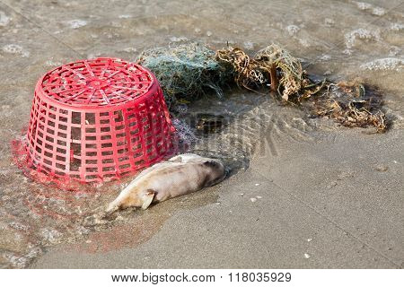 Decomposing dead fish carcass washed ashore on beach with mostly fish bones left