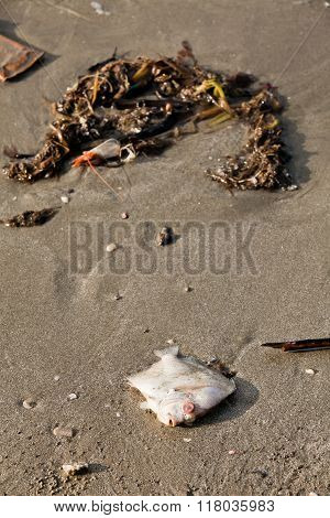 Decomposing dead fish carcass washed ashore on beach with mostly fish bones left