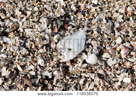 Decomposing dead fish carcass washed ashore on beach with mostly fish bones left