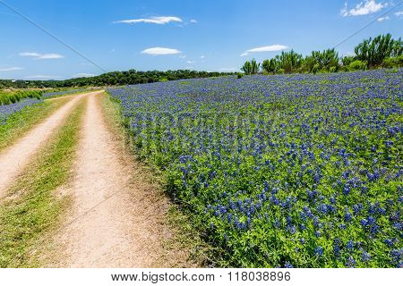 Old Texas Dirt Road In Field Of  Texas Bluebonnet Wildflowers