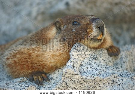 Marmot flat schließen