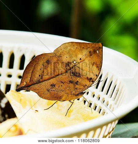 Kallima inachus  or Orange Oakleaf in basket at Thailand.