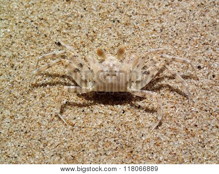 Camouflage Of Sand Crab