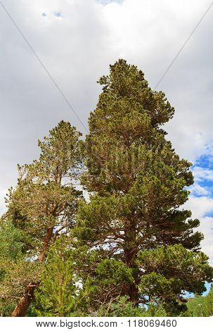Pine Tree And Cloudy Sky