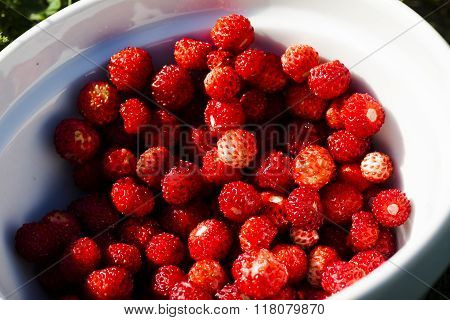 wild strawberries