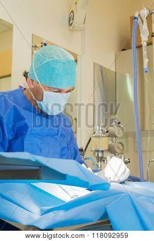 Veterinarian is operating an animal in the surgery room