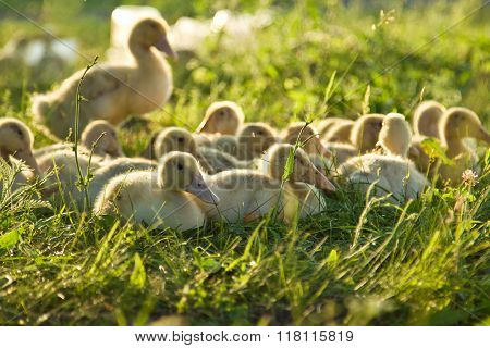 Little Goslings