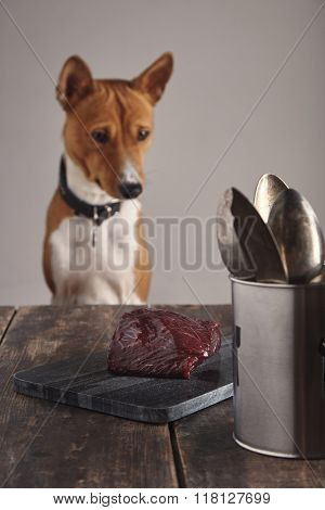 Hungry Dog Is Watching On Meat