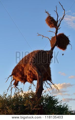 Big Nest, Namibia