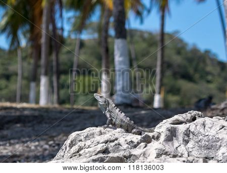 Lizard on a Stone
