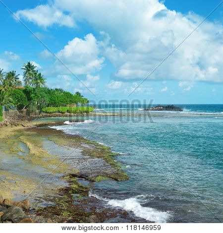 Ocean beach with palm trees and blue sky. Sri Lanka