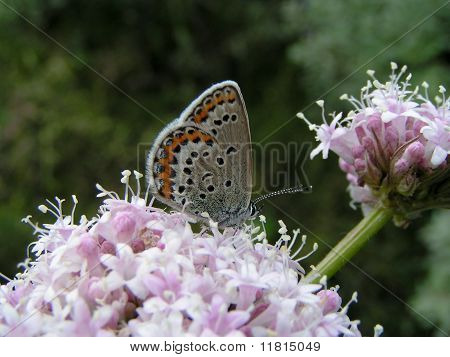 Valeriana con mariposa