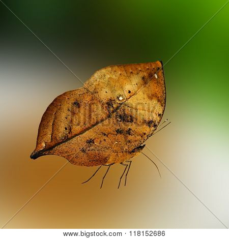 Kallima inachus or Orange Oakleaf is Butterflies in Thailand.