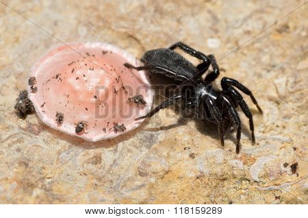 Zelotes latreillei with pink egg sac