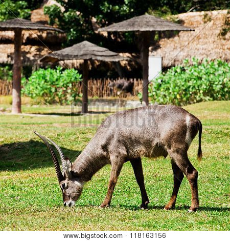 Oryx or Gemsbuck - African Wildlife Background