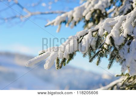 Snow covered fir branch