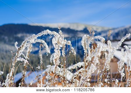 Snow covered bush in winter mountains