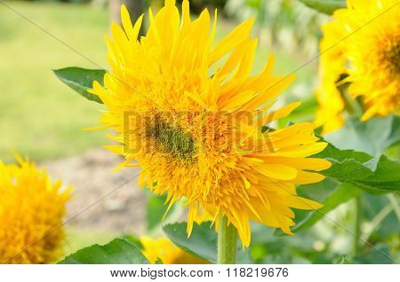 Yellow Sunflowers