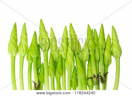 Moonflowers Isolated On White Background