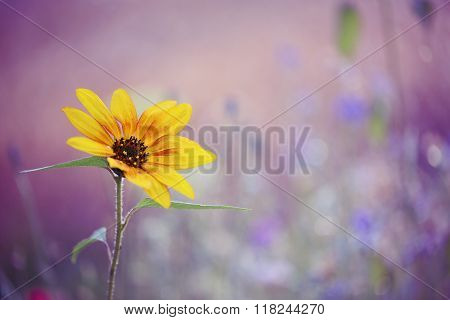 A lone yellow flower.