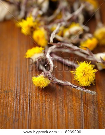Dried Flowers Coltsfoot (tussilago Farfara) On A Wooden Background