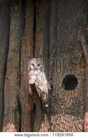 An Ural Owl (Strix uralensis) perching on wooden tree branch