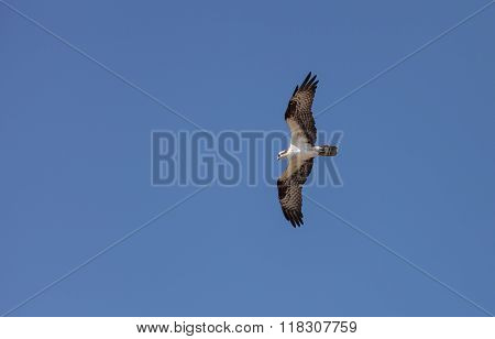 Osprey bird, Pandion haliaetus