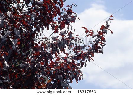 red plum, prunus cerasifera