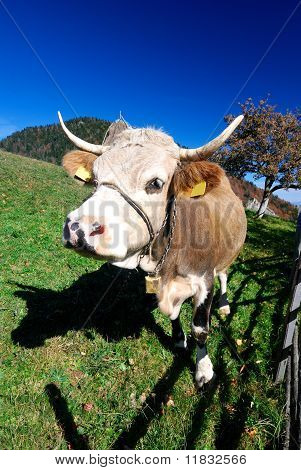 Farm Cow In Outdoor Landscape