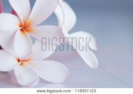 Frangipani / plumeria
