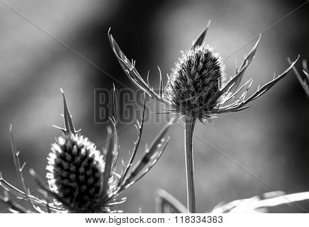 Closeup of sea holly blue inflorescence (eryngium planum )