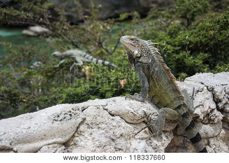 Iguana at Playa Lagun, Curacao