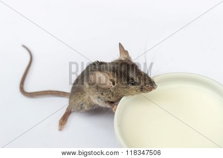 Baby mouse drinking milk