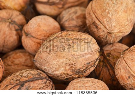 Walnut (juglans Regia)