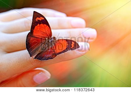 Beautiful colorful butterfly sitting on female hand, close-up