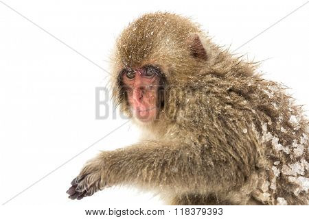 Japanese Snow Monkey Macaque at Jigokudani Yudanaka Nagano Japan