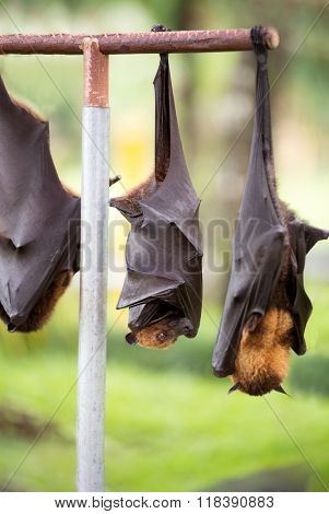 bat hanging from branch 