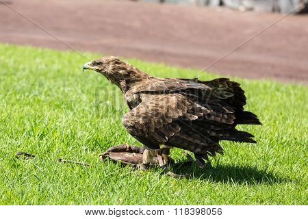 La Lajita Fuerteventura Spain - September 11 2015: Bird Of Prey Show Oasis Park Fuerteventura Canary