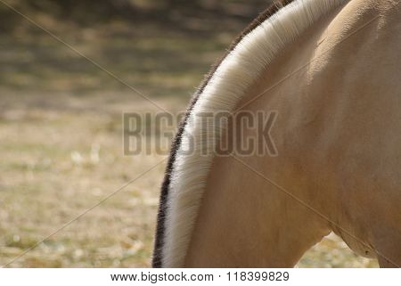forelock of a norwegian fjord horse