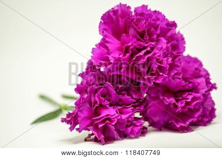 Carnation