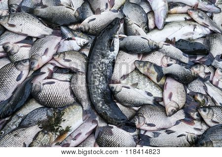 Fishes In The Boat