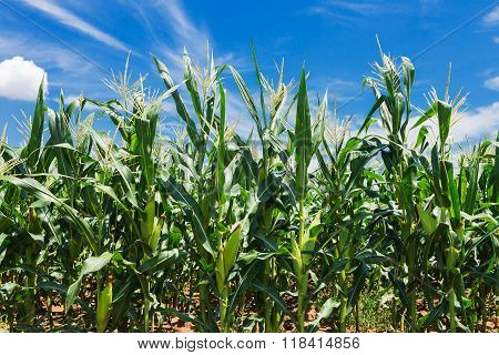 Corn field against cloudy sky in  summer