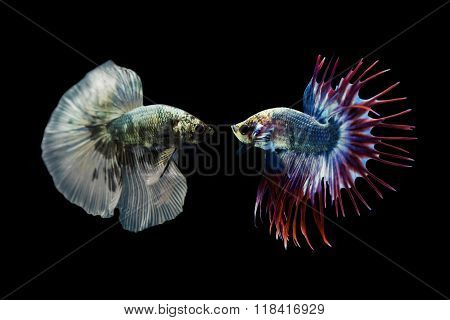 Betta fish Siamese fighting fish isolated on black background