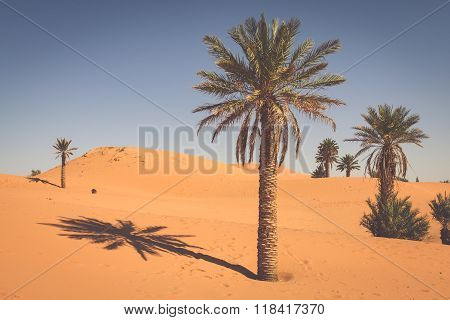 Palm Trees And Sand Dunes In The Sahara Desert, Merzouga, Morocco