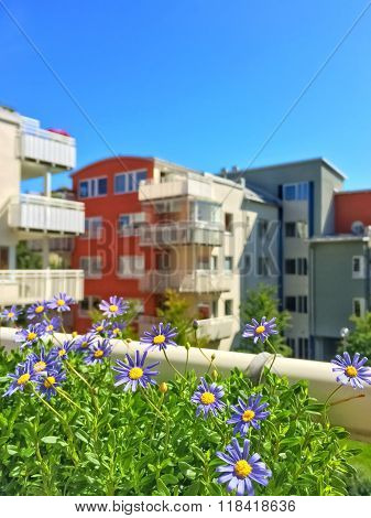 Urban Balcony With Blooming Blue Daises
