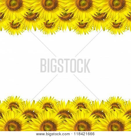 Sunflower Background for presentation/Sunflwer Background isolated on white background.