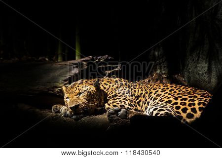 Leopards jaguars sleep beside trees in the zoo.